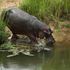 Tourist dies in hippo attack on Kenyan lake