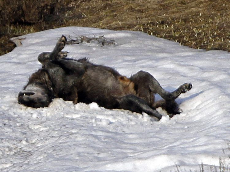 Wolf Pack Slays Entire Elk Herd For 'Sport'