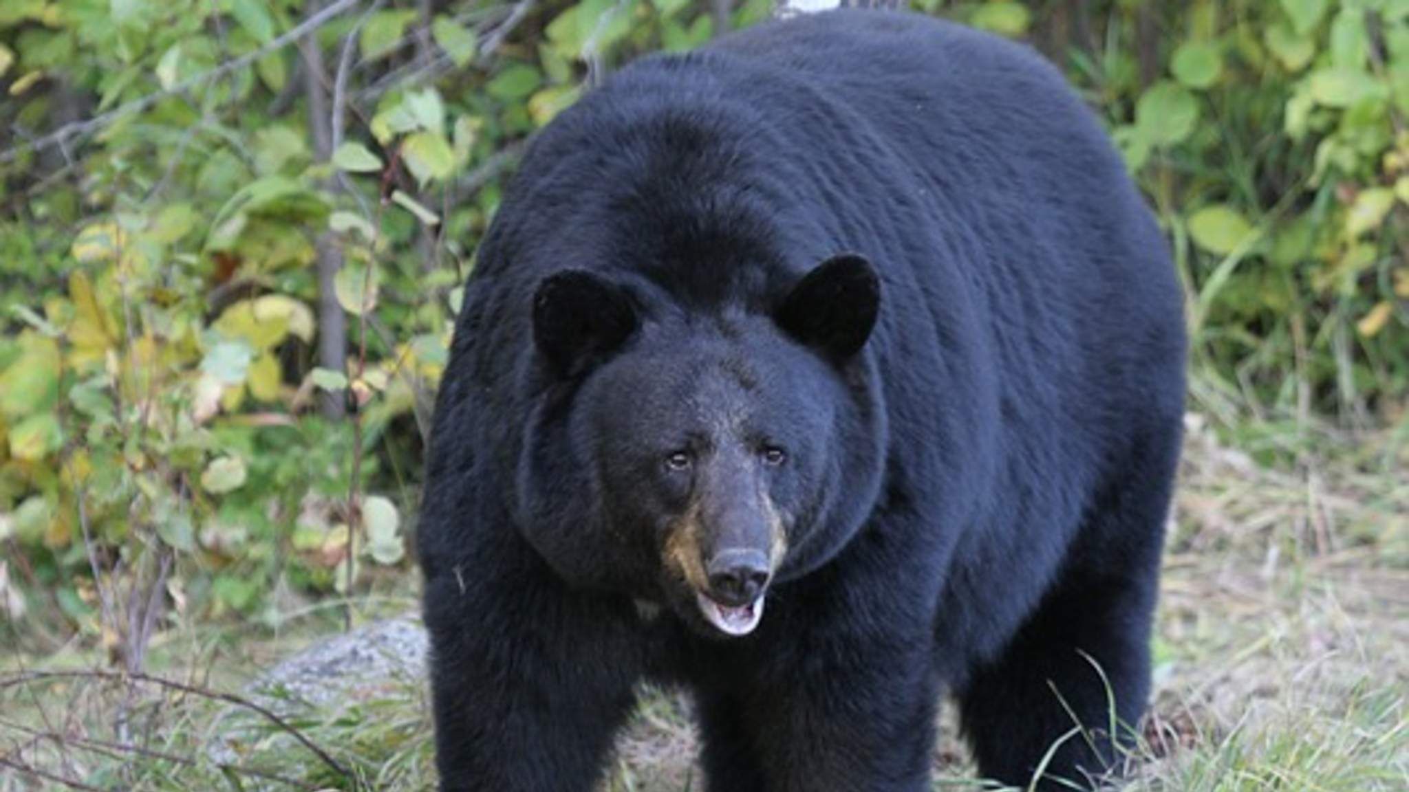 Медведь Гризли огромный черный