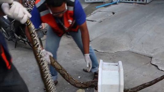 Rescue workers kater freed the snake and released it