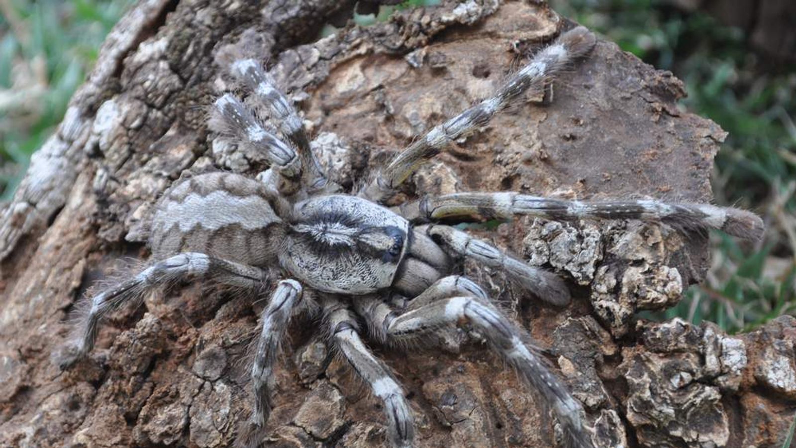 большие пауки краснодарского края фото и названия