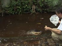 Floriada resident David Van Buren treats his pet alligator Gwendolyn to a slice of pizza