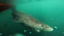 The Greenland shark is the oldest vertebrate in the world 