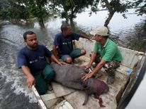 A rescue team transports a rhino calf from the floodwaters