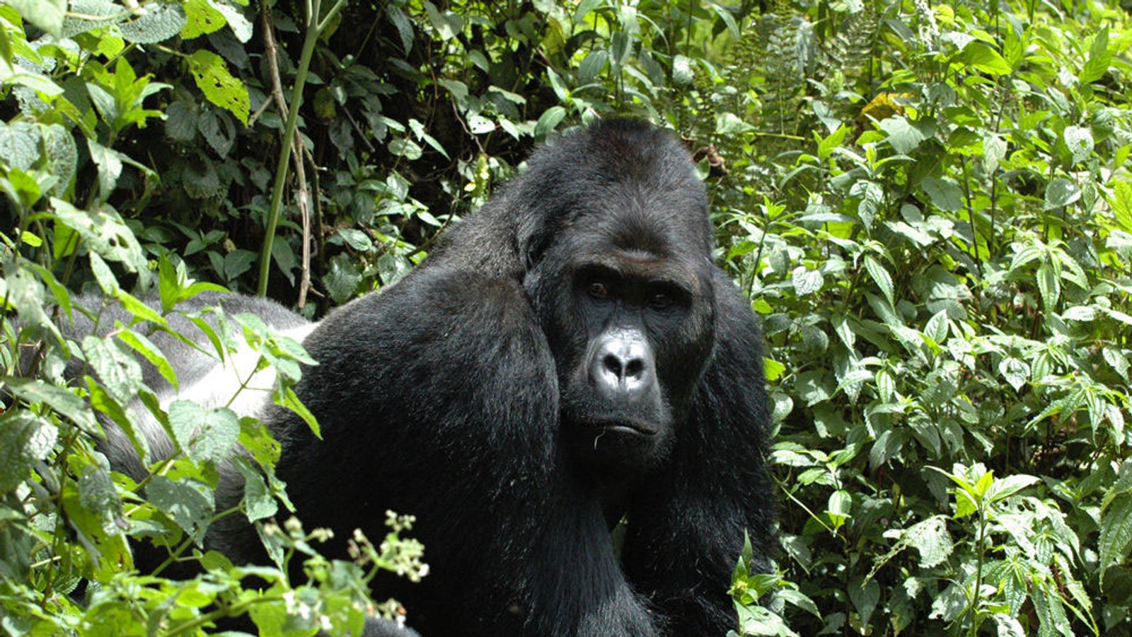 Eastern Gorillas Classified As 'Endangered' On Red List