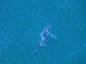 'Great white shark' attack leaves teen surfer with severe injuries 'Great white shark' attack leaves teen surfer with severe injuries