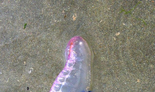 Warning as Portuguese man-of-war found on England's beaches Warning as Portuguese man-of-war found on England's beaches