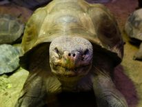 A Galapagos giant tortoise at Zurich Zoo in Germany