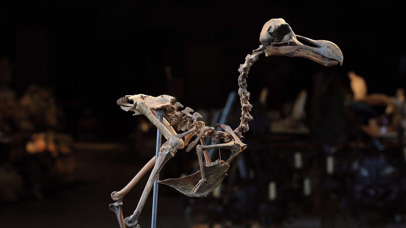 real dodo bird skeleton