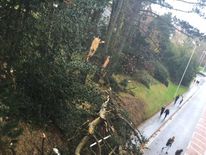 Trees have been torn down in Aberystwyth after hurricane-force winds hit the town