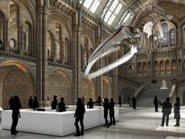 Dippy is being replaced by a blue whale in Hintze hall next year