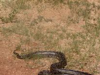 The boys were killed by an African rock python. Pic: File