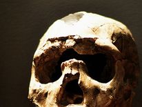 A Neanderthal skull. Scientists claim mankind could have ended up more like them