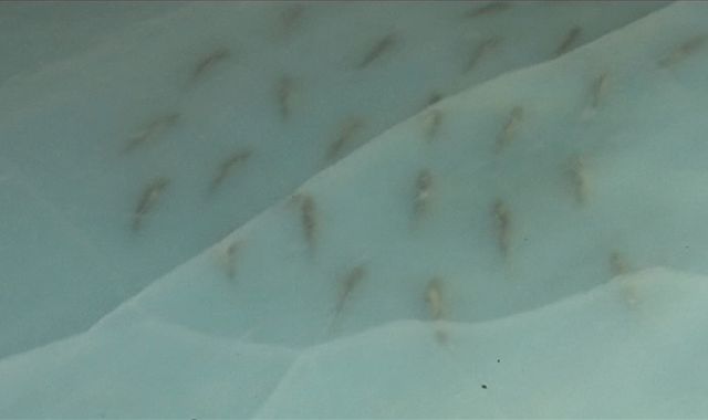 5000 fish in ice at Japan skating rink cause uproar