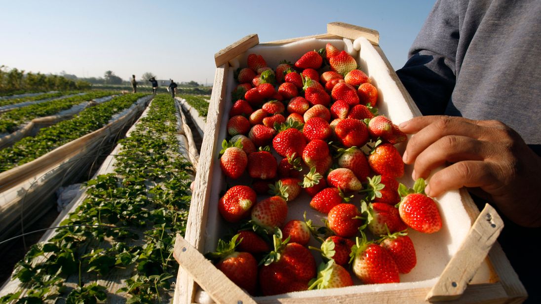 Strawberry costs may 'soar up to 50%' if Brexit restricts labour