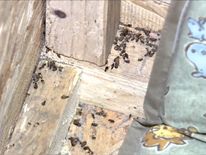 The box wasa full of dead bugs