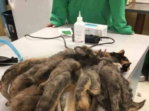 Neglected cat found covered in pounds of matted fur 'dreadlocks'