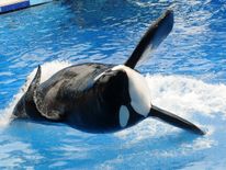 SeaWorld killer whale Tilikum has died