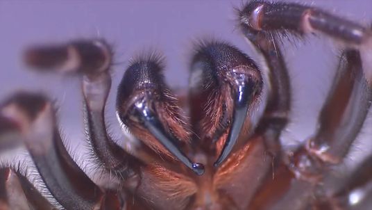 The funnel-web spider's venom can be fatal if left untreated