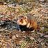 Cannibal hamsters eat babies due to corn diet