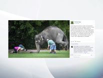 Perth zoo elephant