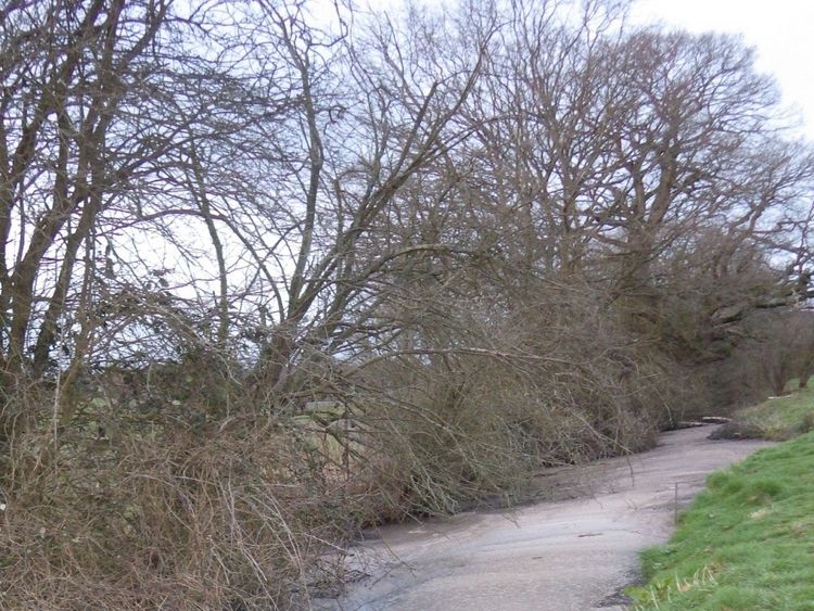 Henley STW - scum in the Fawley Court Stream having been discharged from Henley STW
