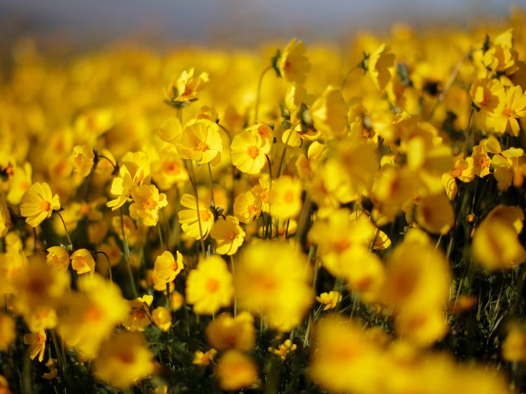 Carrizo Plain