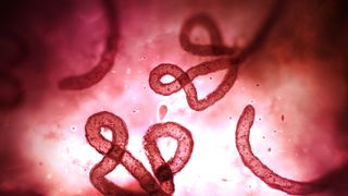 The Ebola virus as seen through a microscope. File pic