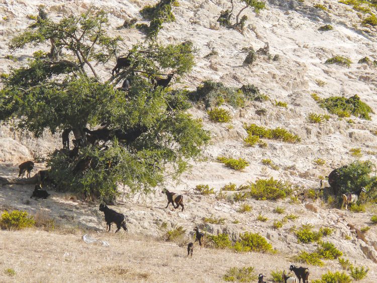 In some arid habitats, such as argan forests, most green vegetation is on the tops of trees and goats climb there to feed. Pic: J Román/EBD-CSIC