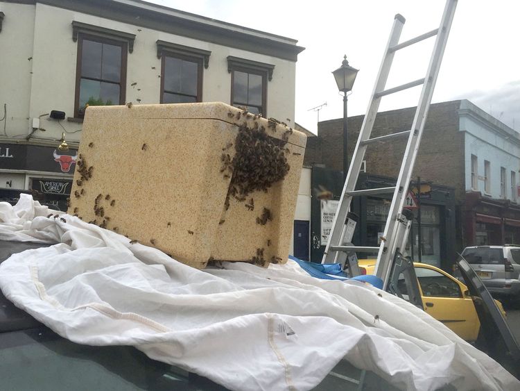Beekeeper Phil Clarkson uses a portable hive to capture a swarm of bees at Greenwich Church Street