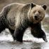 Yellowstone grizzly bears to lose protections