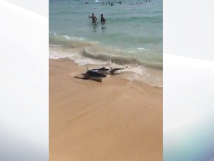 The beach in Illetas, near Magaluf, was closed after the shark washed ashore