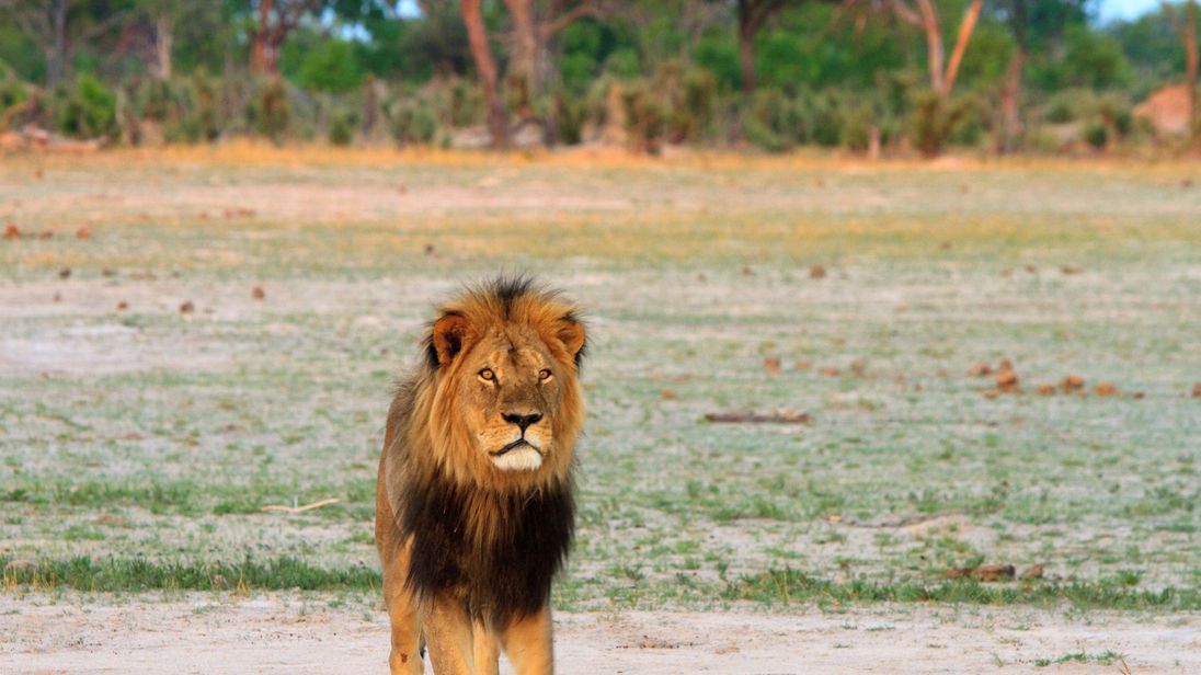 Cecil the Lion's Son Xanda Killed by Trophy Hunters in Zimbabwe