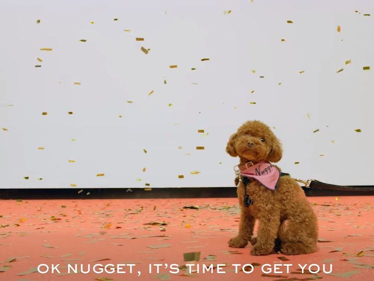 Perry's teacup poodle dog Nugget features in the video advert