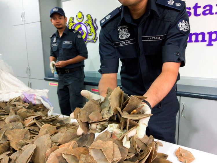 Malaysia customs officers display pangolin scales seized over the weekend during a news conference at the airport in Sepang, Malaysia