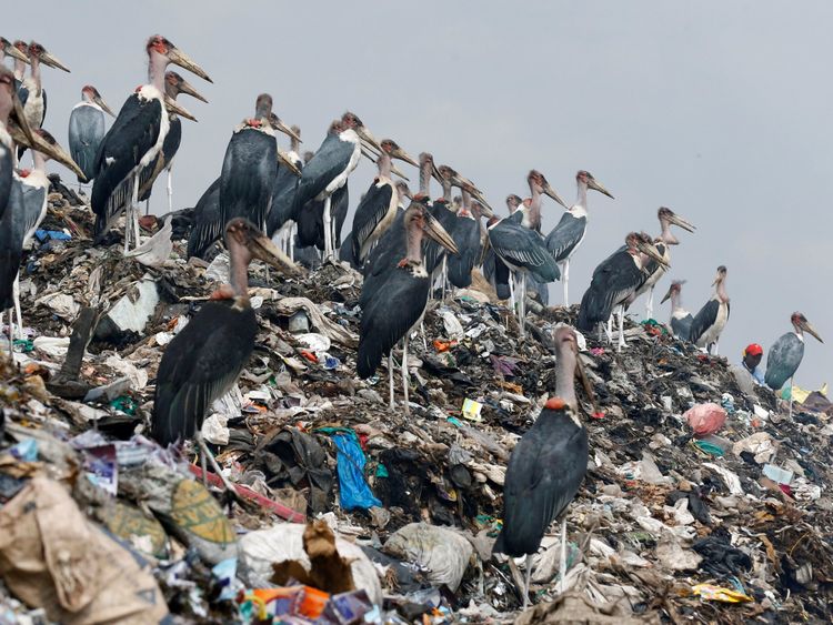 Marabou storks stand on a pile of recyclable plastic materials at the Dandora dumping site on the outskirts of Nairobi, Kenya August 25, 2017. Picture taken August 25, 2017. REUTERS/Thomas Mukoya