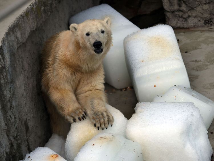 Blocks of ice are being used to cool polar bears at Budapest Zoo