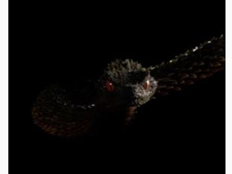 Swift has posted videos of a snake on social media. Pic: Instagram/@taylorswift