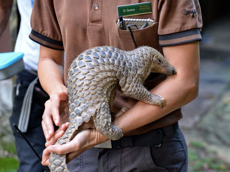 baby Sunda pangolin nicknamed 'Sandshrew' is taken out for feeding by Serena Oh, assistant director and head vet of Veterinary Services in Wildlife Reserves Singapore, at the Singapore Zoo on June 30, 2017. Sandshrew was brought to the Wildlife Health and Research Centre on January 16, reportedly found stranded in the Upper Thomson area by a member of the public. Sunda pangolins are listed as critically endangered by the International Union for Conservation of Nature (IUCN). / AFP PHOTO / ROSLA