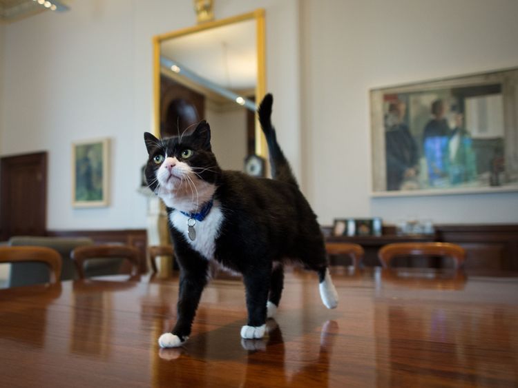 Palmerston the Foreign Office cat