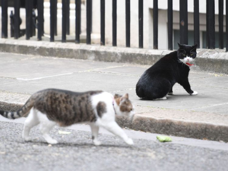 Palmerston (R) watching Larry the Downing Street cat walk by in Downing Street