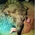 Crocodile found in bedroom of Essex house