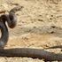 Mystery after snake eggs found in school sandpit
