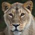 Woman mauled to death at 'lion