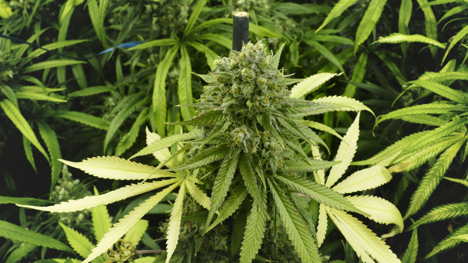 skynews-cannabis-plant-generic_4340052.jpg?20180619133621