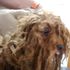 Undated handout photo issued by the RSPCA of a severely matted poodle cross named Benji, which was found dumped by a roadside near Eye, Peterborough on Wednesday 13 June