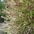 It has been eight years since the last Agave flowered