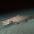 Goblin Shark