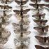 Peppered moth specimens in a museum. Pic: Olivia Walton
