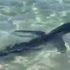 Panic as shark forces Majorca beach evacuation